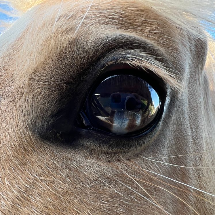 Het paard als spiegel